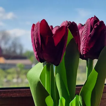 Mountain Paradise 1 - 2 Bedroom - Large *