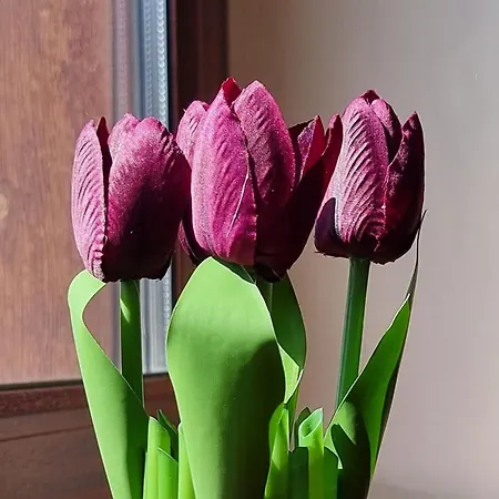 Apartment Mountain Paradise 1 - 2 Bedroom - Large *